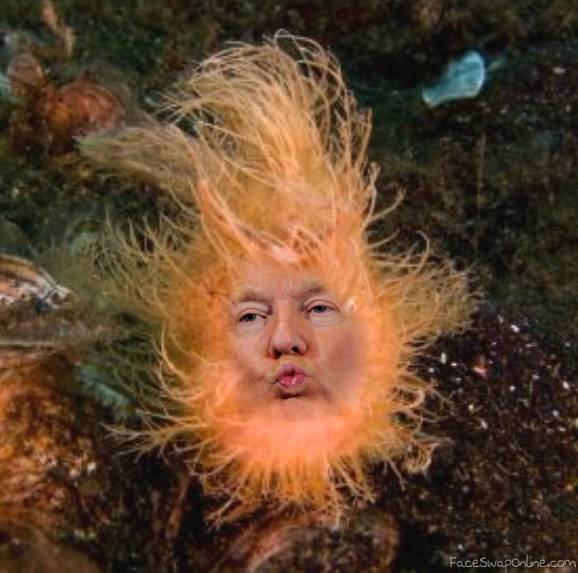 Trumpfish | Face Swap Online