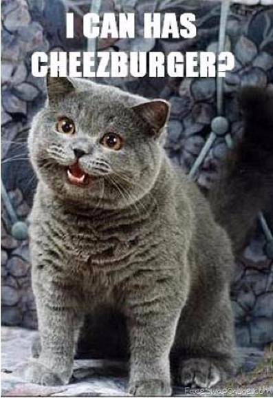 i has cheezburger
