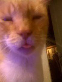 Tongue cat