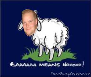 sheep