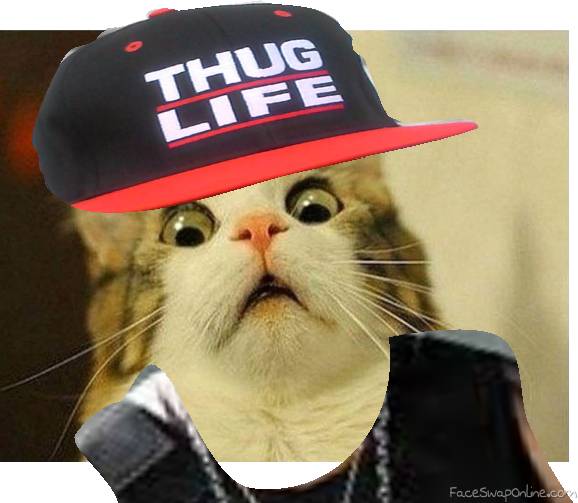 thug cat