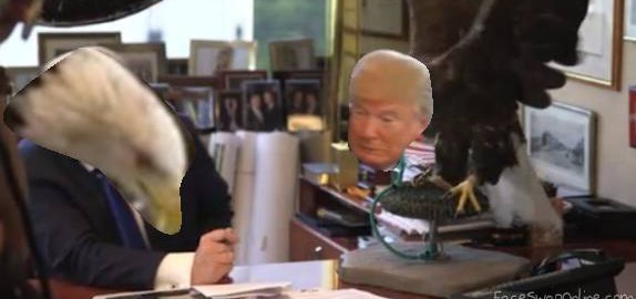 trumpgual